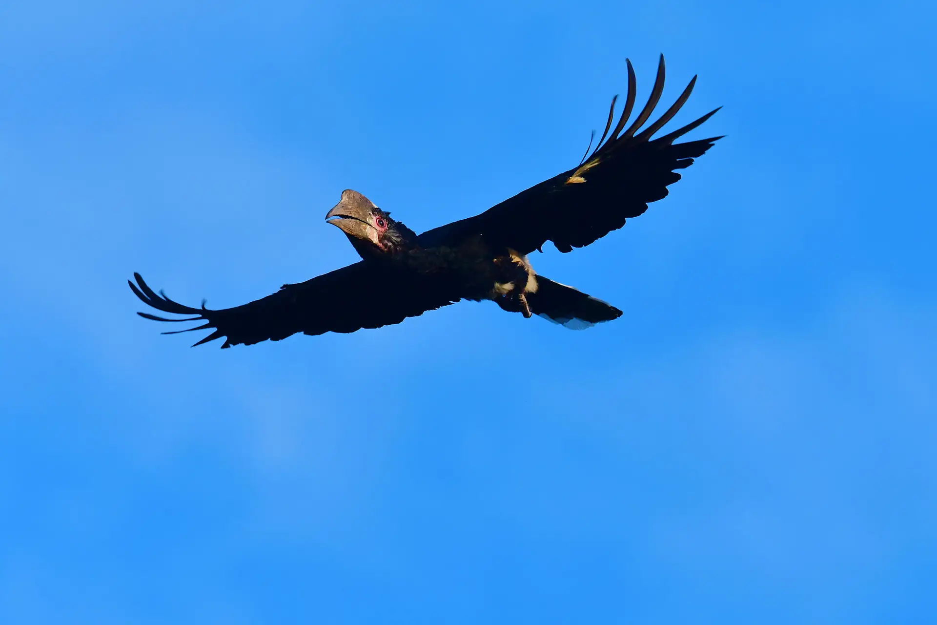 hornbill-tanzania-jadore-safaris