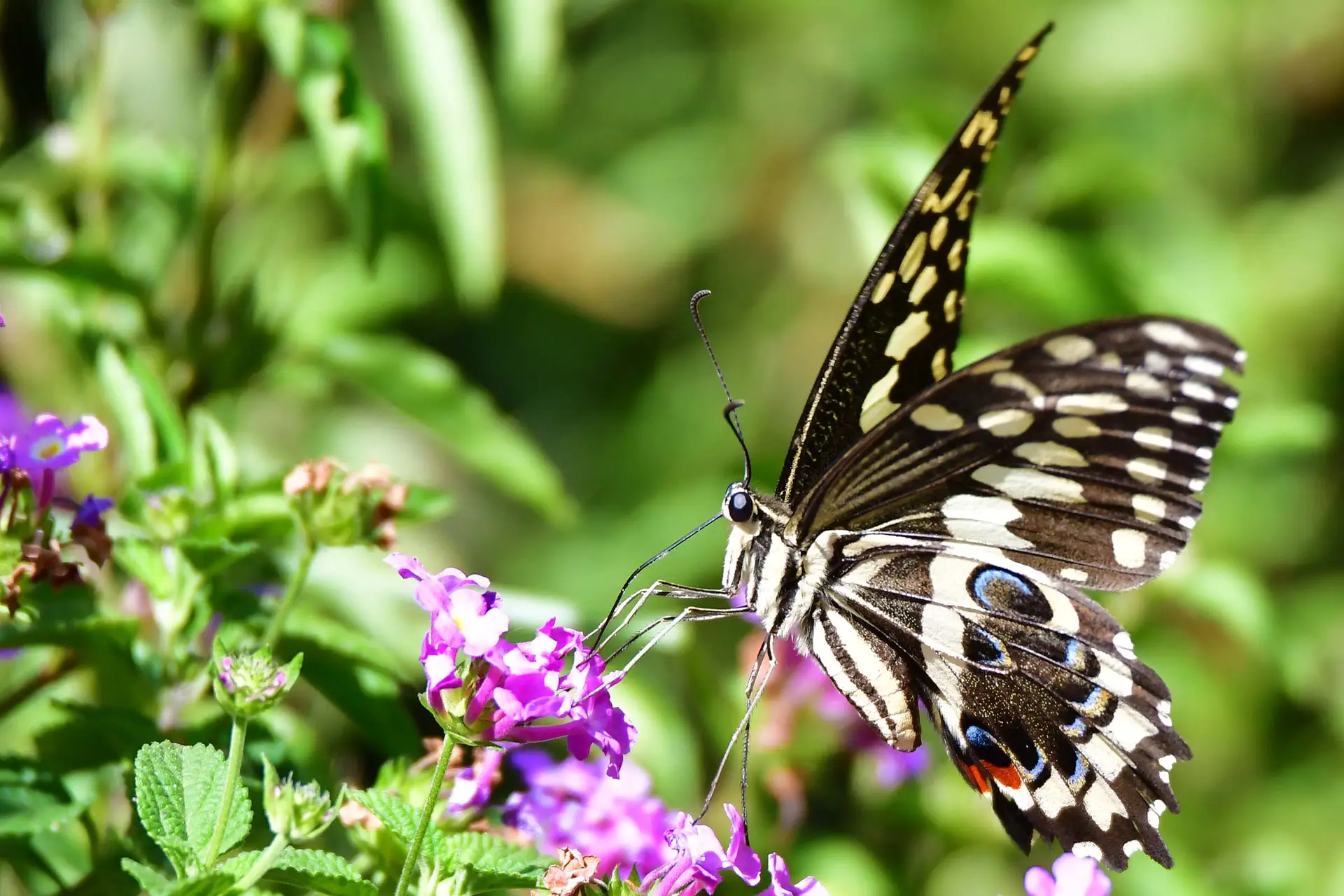 butterfly-tanzania-jadore-safaris