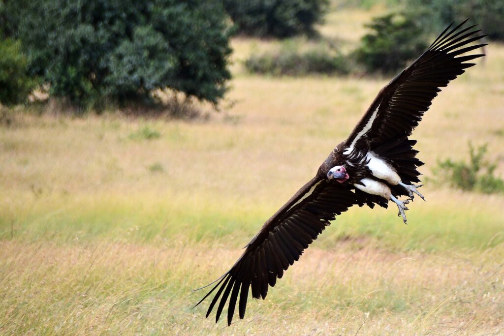 voulcher-jadore-safaris-kenya-masai-mara