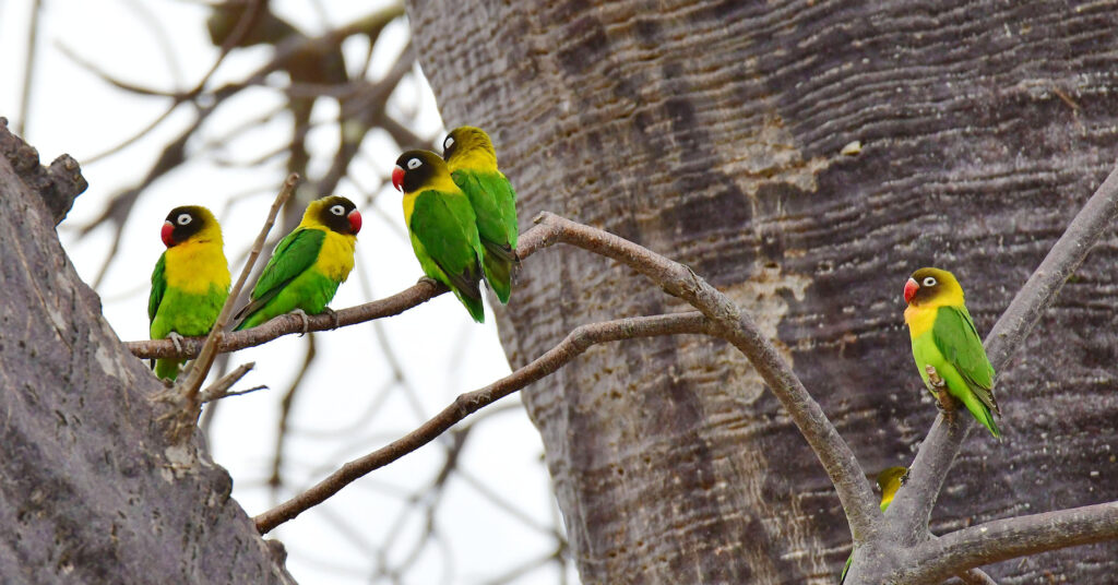 lovebird-tarangire-tanzania-jadore-safaris