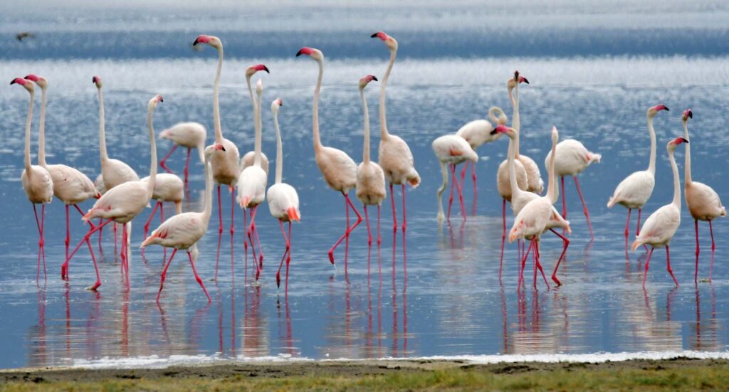 flamingo-tanzania-jadore-safaris