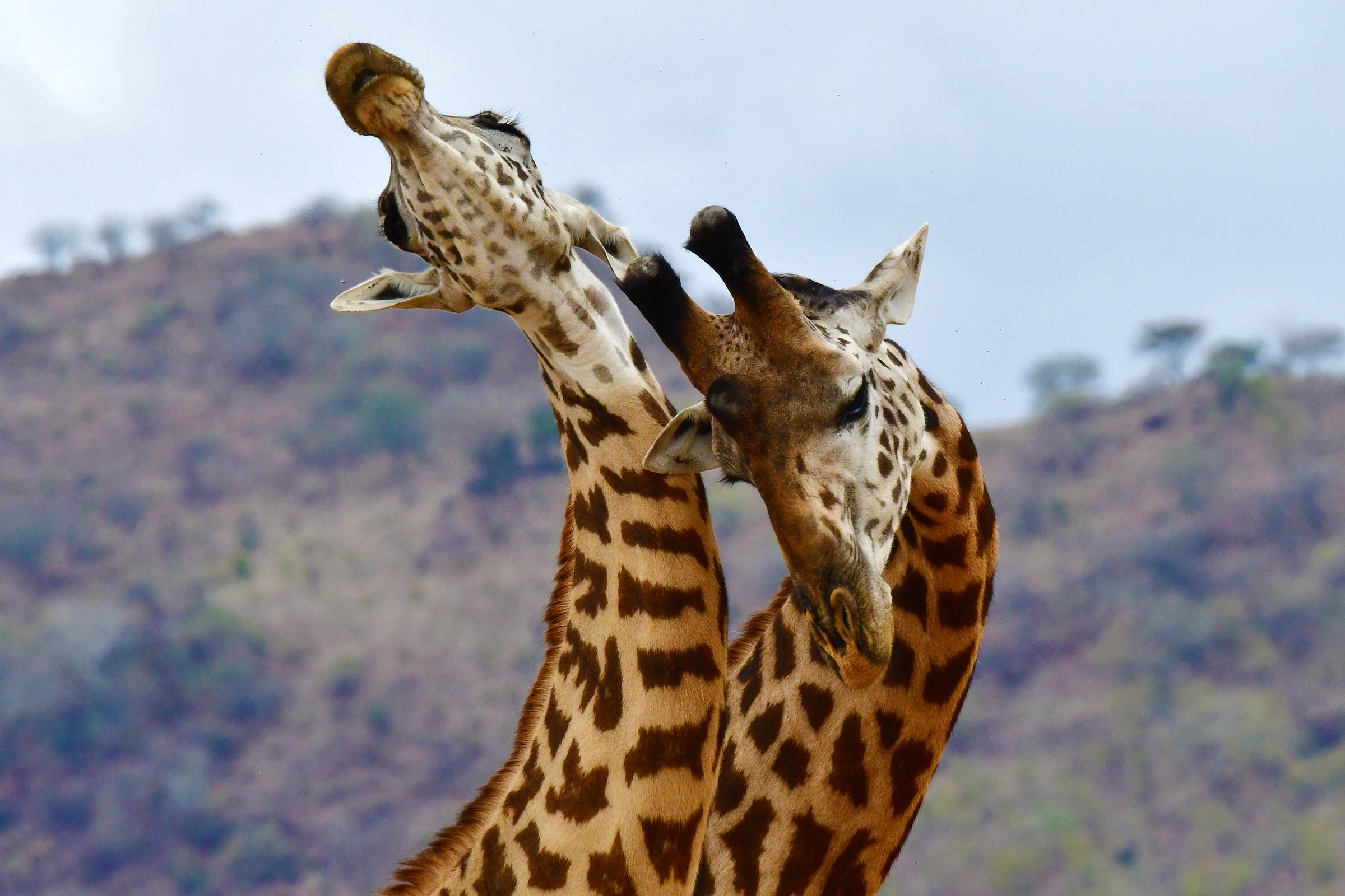 giraffes-tanzania-jadore-safaris