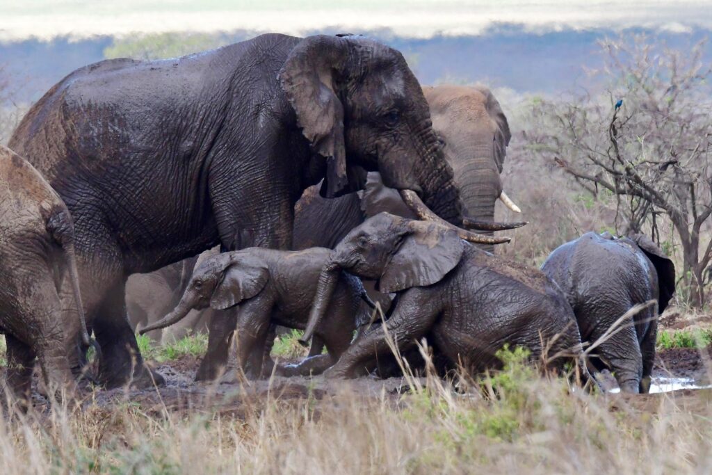 elephants-mkomazi-tanzania-jadore-safaris