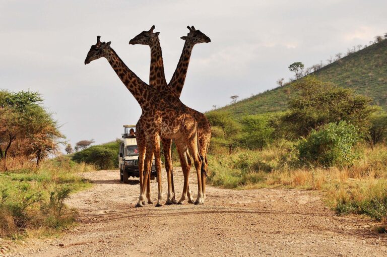 zWS JS TZ SERENGETI NP 3 giraffes vs safari car TZN20DSC_2773