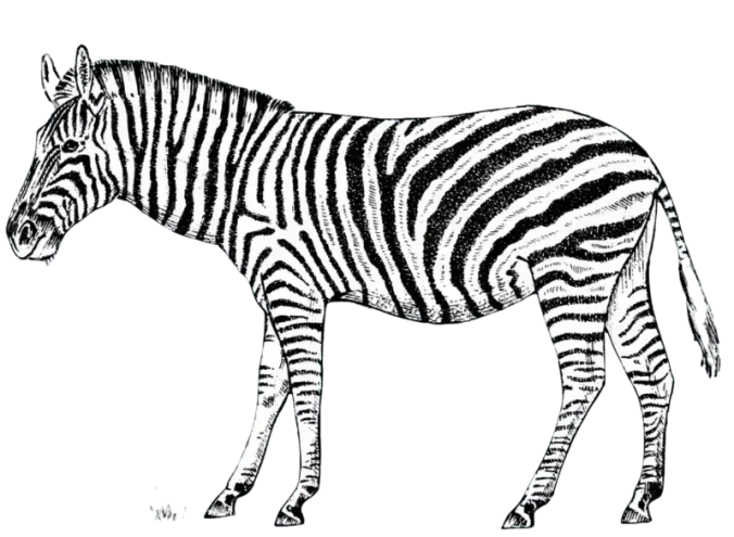 zebraa